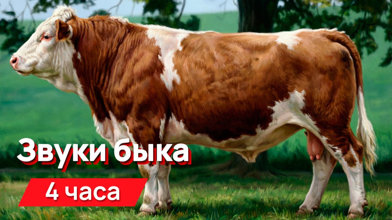 Звуки для соседей - Звуки быка