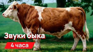 Звуки для соседей - Звуки быка