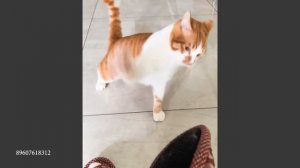 ЭФФЕКТНЫЕ кошки которые сходят с ума от каждой мелочи! 🤣 Смешные видео с Кошками