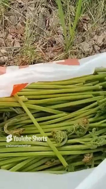 Собрала папоротник . Сбор Папоротника в лесу . Какой папоротник съедобный. Орляк. #shorts