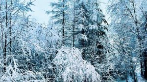 ❄️❄️❄️