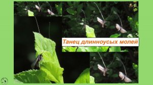 Танец длинноусых бабочек в солнечных лучах