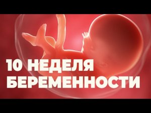 Десятая Неделя Беременности. Двенадцатая  Акушерская Неделя.