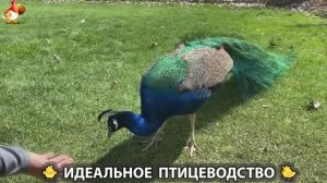 Идеальное птицеводство достойно восхищения 🐓🦆🦢🦚🦃🐔 эпизод (496)