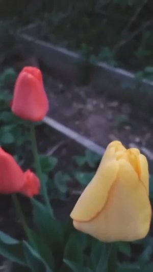 Сады цветут,и огороды🤣❤️