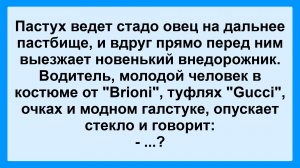 Пастух ведет стадо овец... Пикантные, Смешные, Остренькие, Жизненные Анекдоты! Юмор! Смех! Позитив!