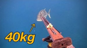 Подводная охота / Гигантский каранкс бесчинствует на мелководье