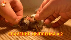 Спасение цыплёнка этап 2 – разрываю оболочку и освобождаю малыша