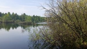 Соловьи поют/ Чего только не увидишь в нашем лесу😀🌲🌲