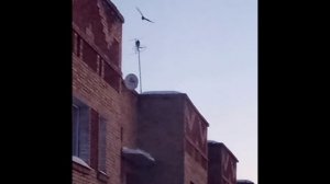 Вороны прогоняют ястреба Crows chase away a hawk