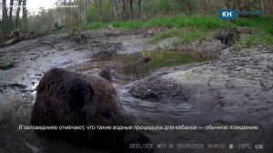 Кабаны устроили водные процедуры в «Калужских засеках»
