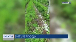 Эксперты уверены, что последствия града не скажутся на цене клубники на Кубани