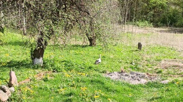 Влёсно ТВ. Акт приёмки 06.05.26
