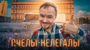 Станция на грибах | Царь-вписка | Почётный эскорт | Пчёлы-нелегалы | «Cобачьи» переходы