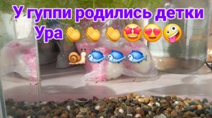У гуппи приплод.