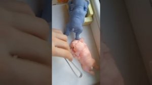 влог с собачками как и просили