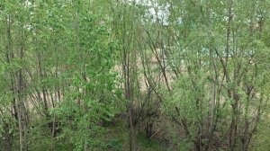 Спасать надо орхидеи... 15.05.2026г