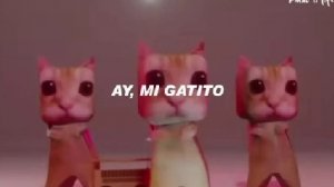 ⚡️AY MI GATITO MIAU MIAU