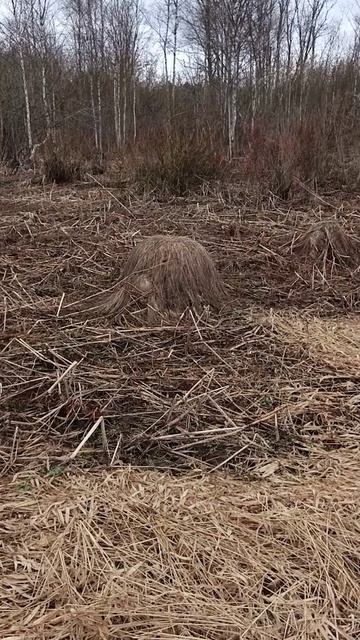 Забавная кочка #shorts #metaldetecting #чепужатник #природа #другаяжизнь