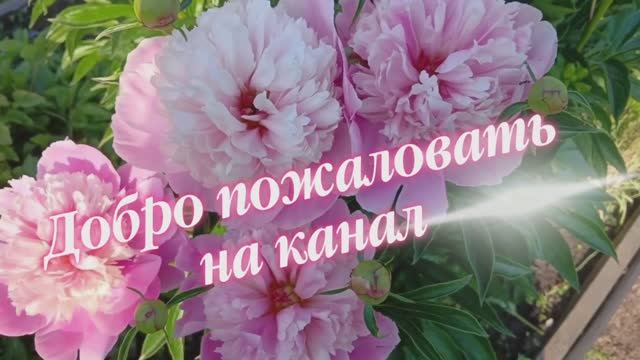 2430. Рассадный 26. Когда подвязывать малину?