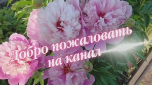 2430. Рассадный 26. Когда подвязывать малину?
