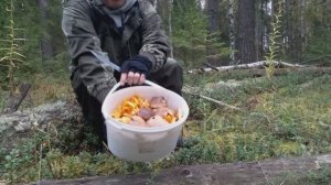 ГРИБЫ В СЕНТЯБРЕ. ТИХАЯ ОХОТА!!!!!