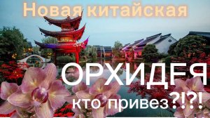 Пересадка. Как растут предыдущие китайские красотки!?!