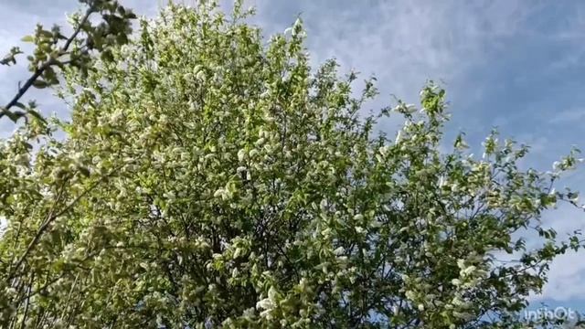 Неторопливый уклад жизни нашей семьи