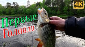 Первые ГОЛАВЛИ 2026 на спиннинг | Весенняя рыбалка с берега!
