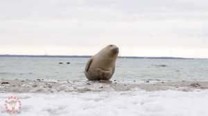 Учим полярных животных 🐻❄️ Кто живёт во льдах   Ладушки-Ладушки