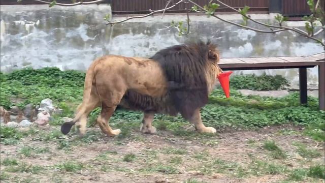 Африканские львы развлекаются конусами в Калининградском зоопарке.