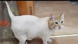 Стрижка кота