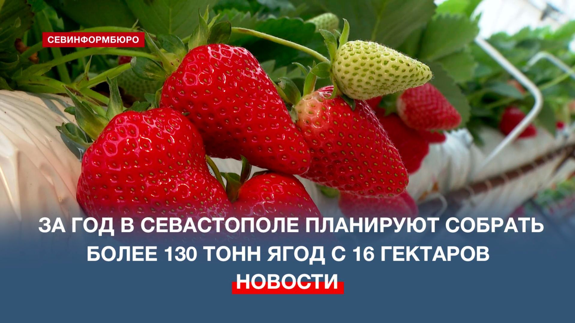 За год в Севастополе планируют собрать более 130 тонн ягод с 16 гектаров