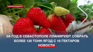 За год в Севастополе планируют собрать более 130 тонн ягод с 16 гектаров