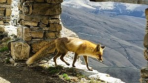 Кормим лису на Бермамыте