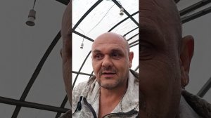 Обзор рассады махорки.