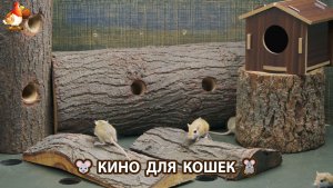 Видео для кошек про крысок развлекать питомцев 🐭🐀😂 (530)