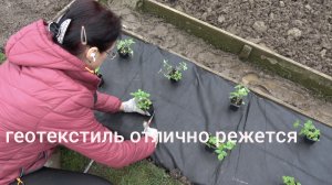 6 соток  11 мая 2026 года. Удобрила голубику. Посеяла редис. Посадила землянику Руяна на геотекстиль