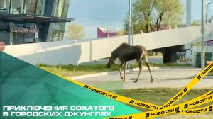 Приключения сохатого в городских джунглях. По центру Челябинска прогулялась лосиха