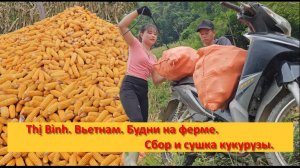 Thị Bình. Вьетнам. Будни на ферме. Сбор и сушка кукурузы.