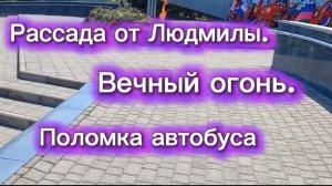 Чем лечусь . Не доехала. Рассада от Людмилы.