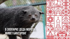 Кто такой бинтуронг?