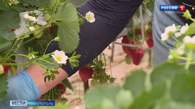 Вести Севастополь. Выпуск 11:30 от 15.05.2026
