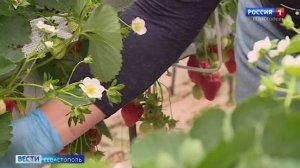 Вести Севастополь. Выпуск 11:30 от 15.05.2026