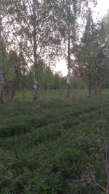 ловим пчел