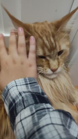 рассказываю про мою кошку