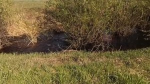 Вода, Ручей, Шум воды , Природа, Звуки природы .