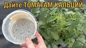 Кальциевая подкормка томатов защита от вершиной гнили!