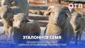 Эталонное семя! Почему бурятский скот - один из лучших на Дальнем Востоке
