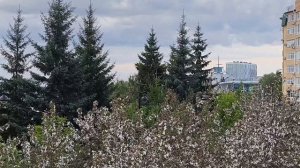 ОМСК/ШАР ДЕРЖАВА/ЦЕНТР